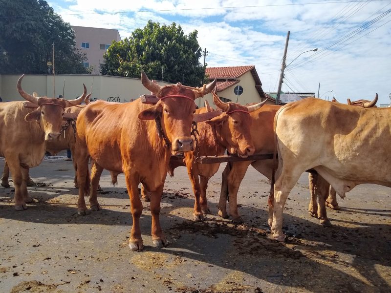 Carros de boi em Trindade: a romaria que virou patrimônio do Brasil